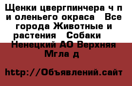 Щенки цвергпинчера ч/п и оленьего окраса - Все города Животные и растения » Собаки   . Ненецкий АО,Верхняя Мгла д.